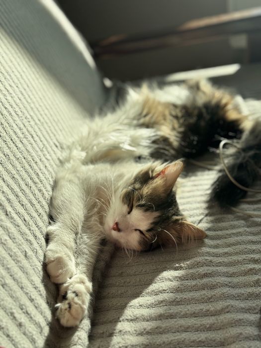 Отдам кота в добрые руки