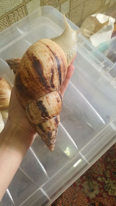 Улитки ретикулята альбинос 16-17см