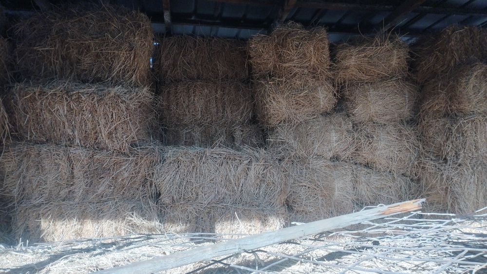 Продам чистый  клевер