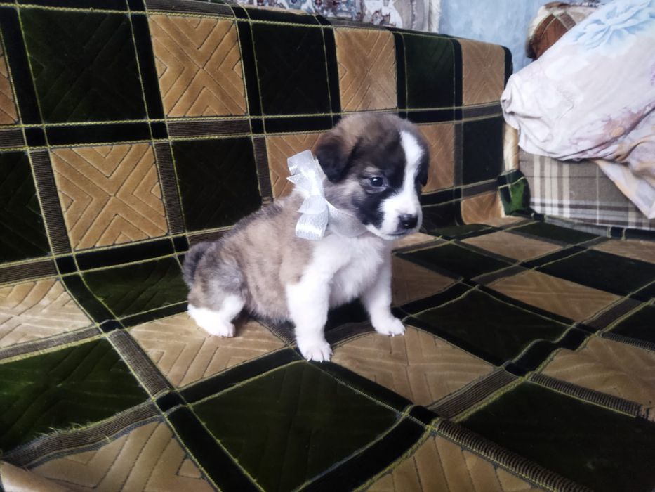 Щенки в хорошие руки!