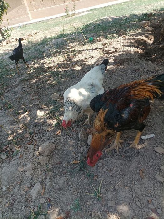 Dakan xoroz bilan adler tovuq