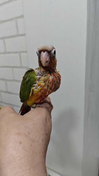 Продаётся птенец Ананасовой Пирруры.