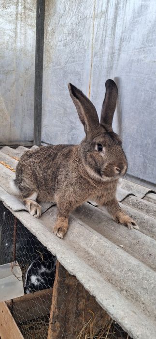 Vând iepure uriaș german