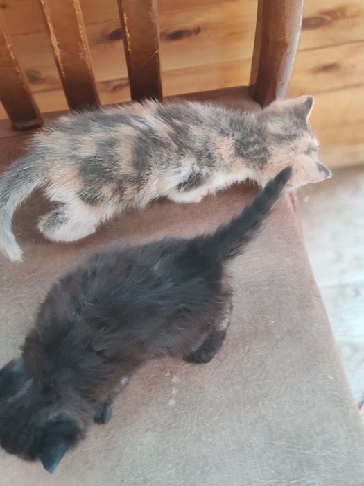 Отдам котят в добрые руки