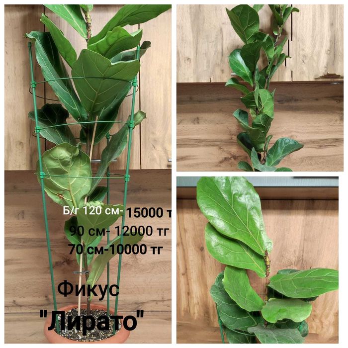 Фикус Нью-Клон,Кинки,Одри, Лирато и др.
