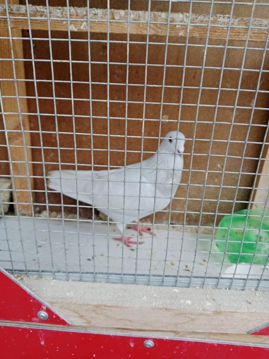 Продам голубя спортивного