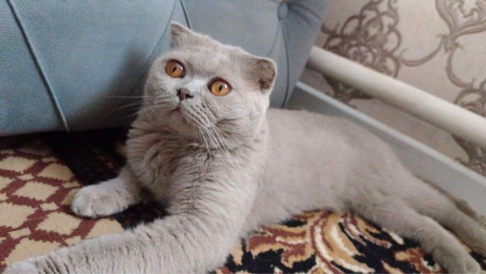 Британский кошка