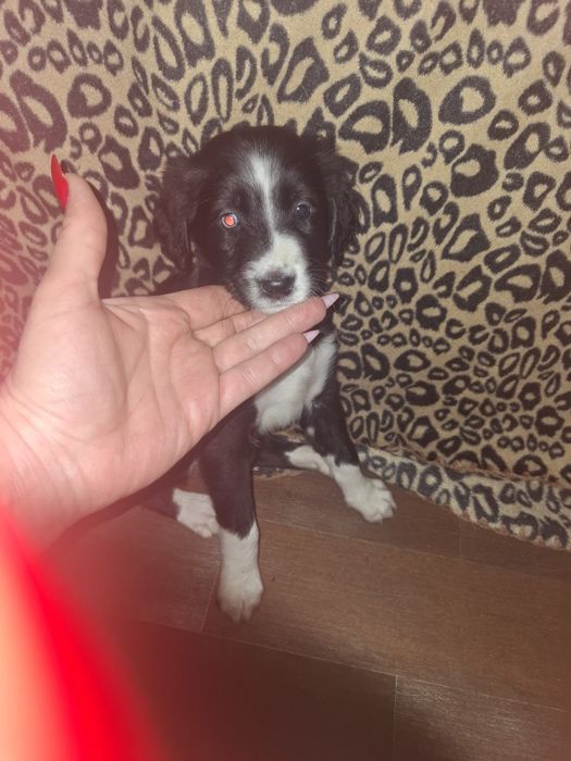 Дарю щенят 2 месяца