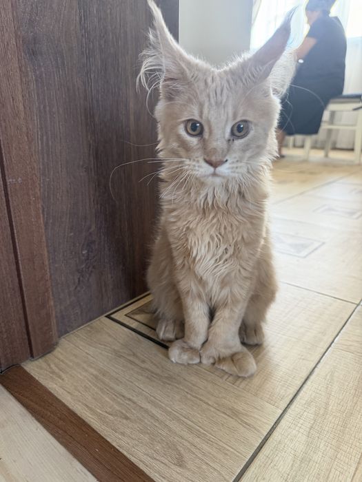 Котенок мейн-кун