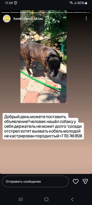 Стафор или Питбуль