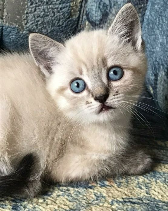 Шикарные котята девочки, 1.5 мес