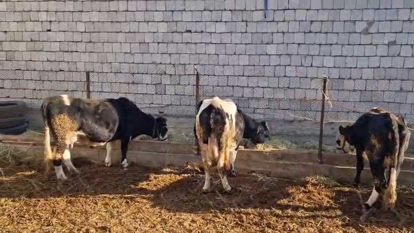 Токал сиыр сатыладды