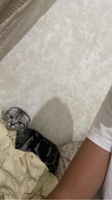 Кошка Шотландская девочка