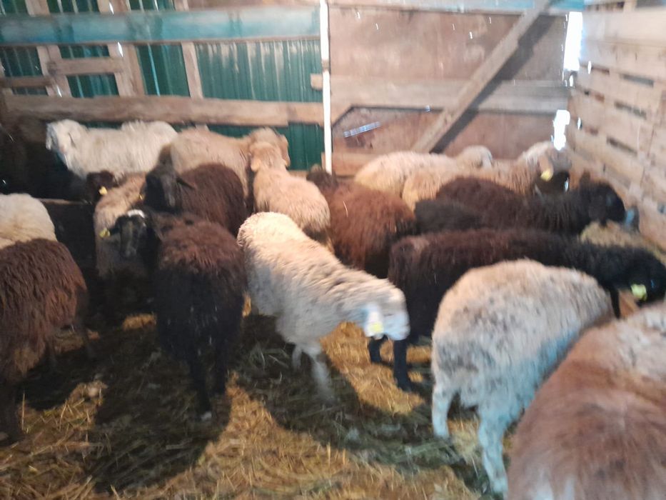 Оптом қой сатылды оптом