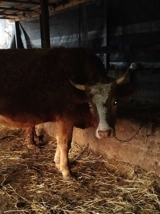 De vanzare junica gestanta in 7 luni