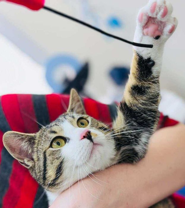 Коте Рио търси своя дом