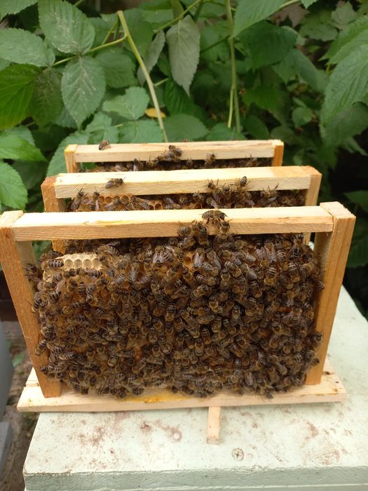 Продаю пчел, пчеломаток(онаари))