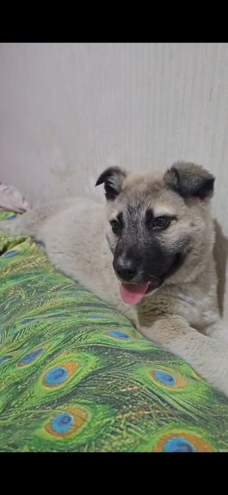 Отдам щенка крупного