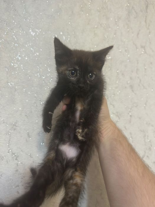 Отдам котят в хорошие руки