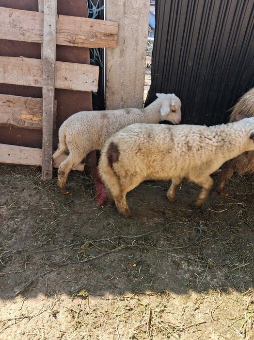 Vad 25 de oi fatate cu miei mari