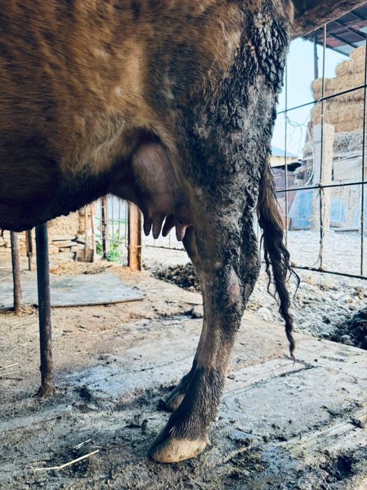 Корова продается Сиыр сатылады