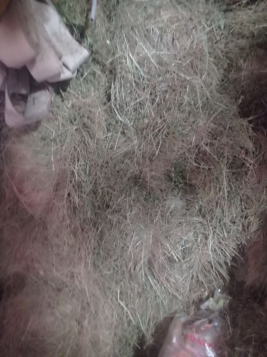 Табиғи шөп бар сатылады