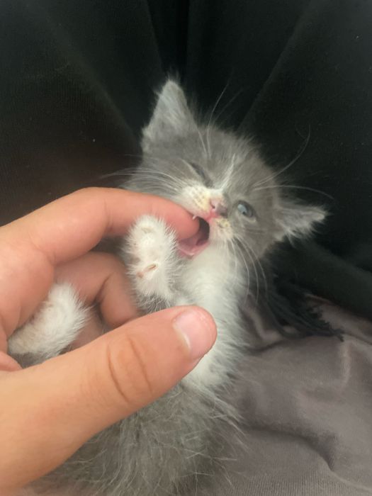 отдам котенка в добрые руки