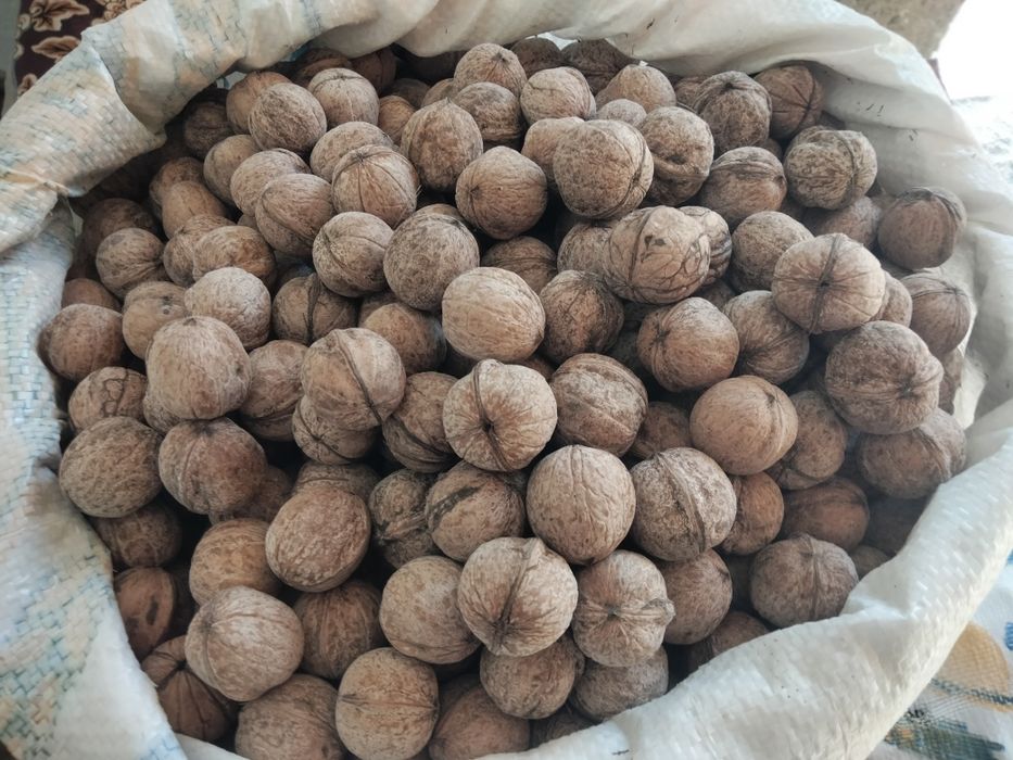 қургак свежи билги