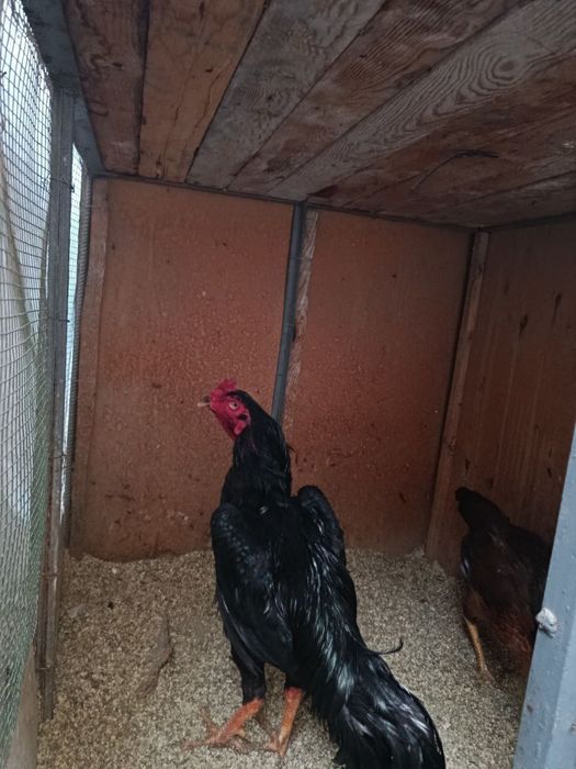 Даканг зодтор товук тухуми бор...