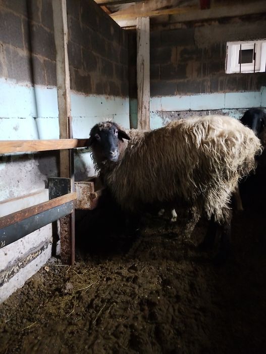 Продается овца мерин