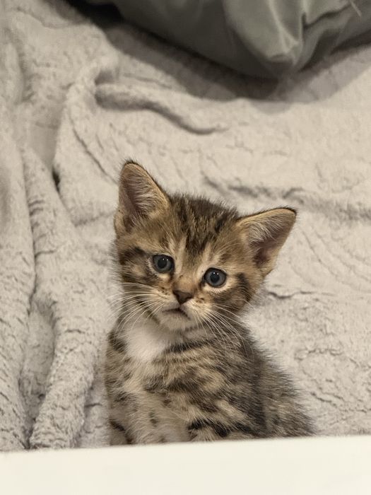 Американский котик