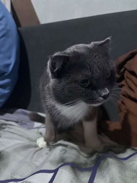 Кошечка в добрые руки