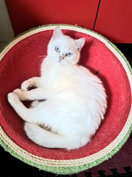 Шотландско котенце