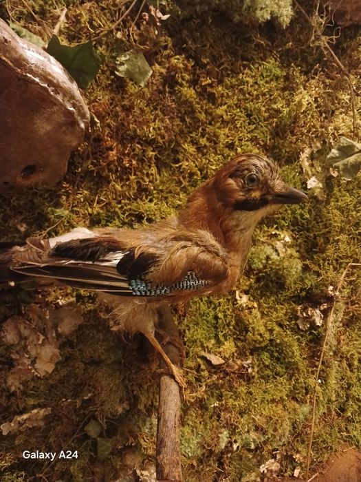 Tablouri de vânzare