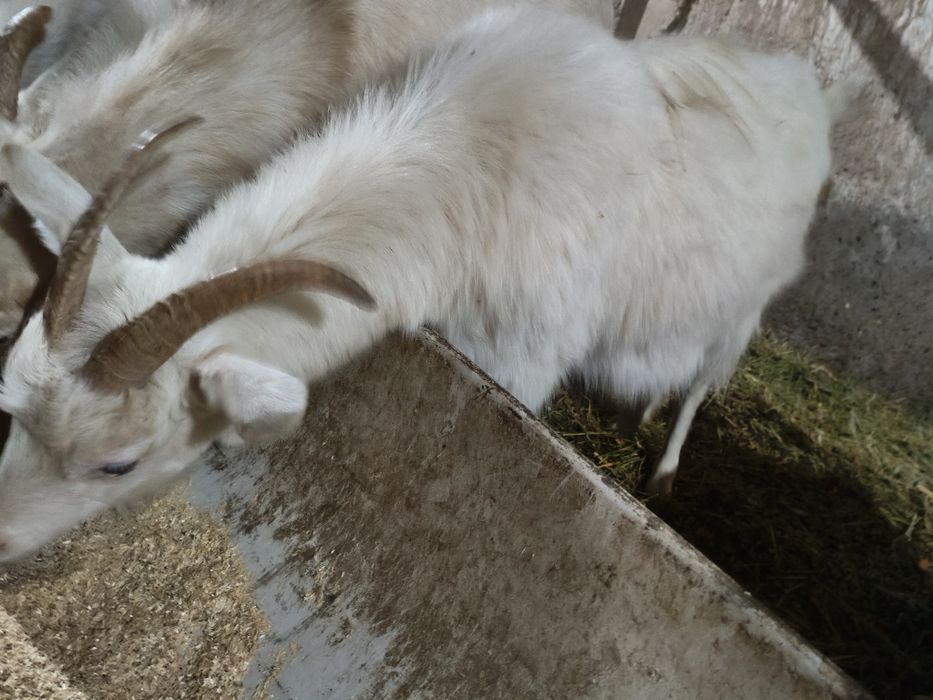 Рус эчкилар сотилади