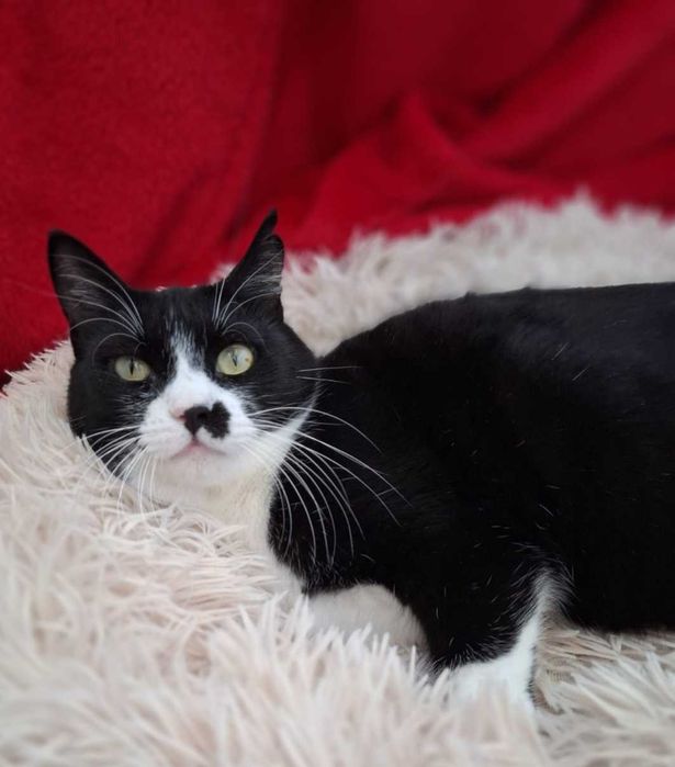 Adoptie pisica castrata neagra