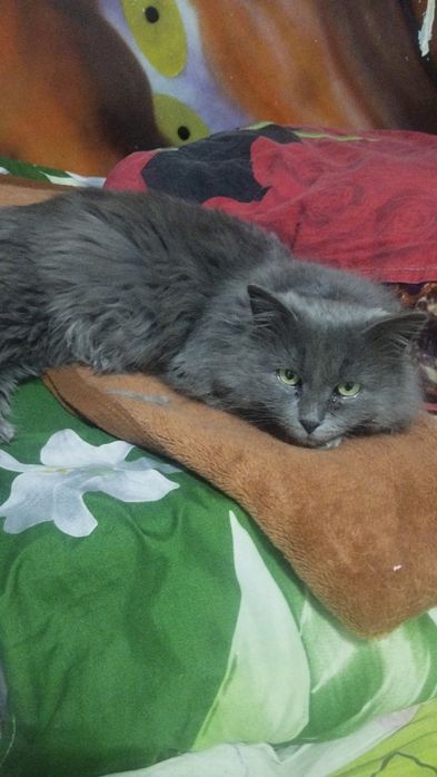 Отдам кота в добрые руки