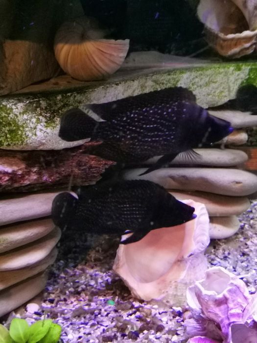 Продавам цихлиди