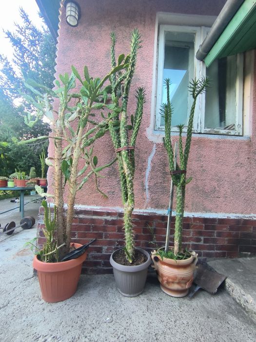Vând Cactuși intre 2 si 2.6 metri