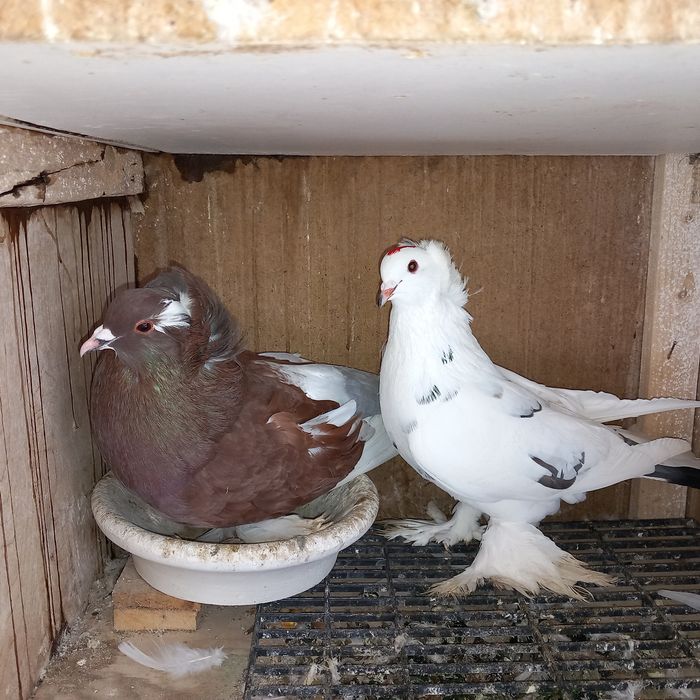 Porumbei uriasi maghiari