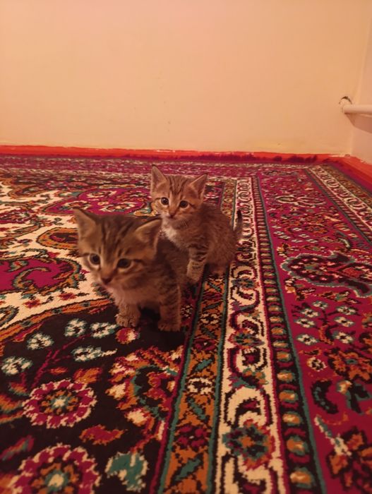 Животные домащныйе