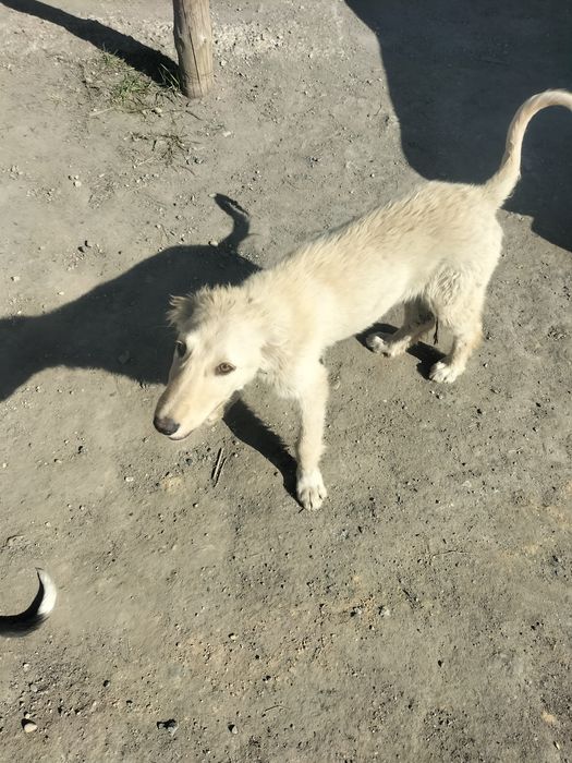 шашақ құлақты тазы сатамын