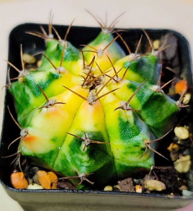 Вариегатные Кактусы