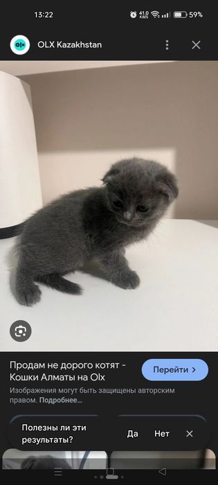 Продам шотландских  вислоухих девочек