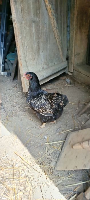 Găini și cocoș wyandotte de anul trecut