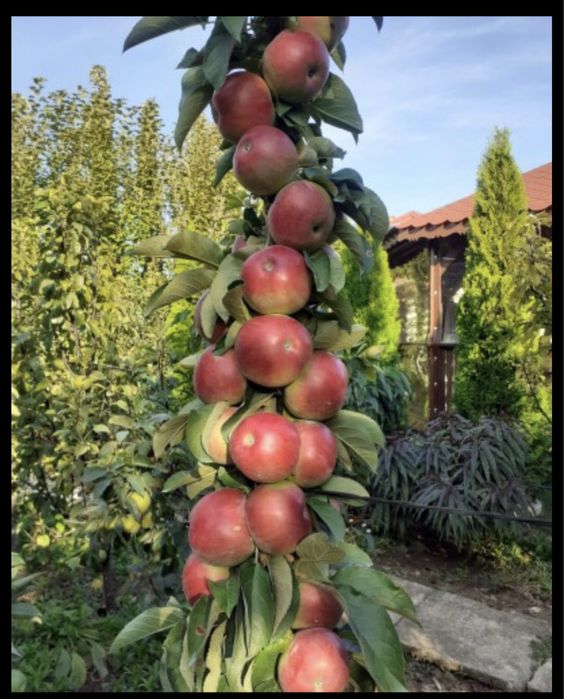 Pomi columnari ( toamna 2024 )