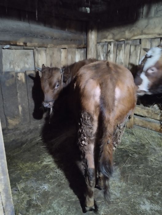 Продам тёлку тёлка