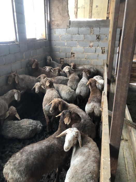 Тоқтылар/баран/қой/қошқар