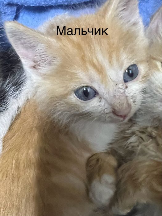 Отдадим котят в добрые руки