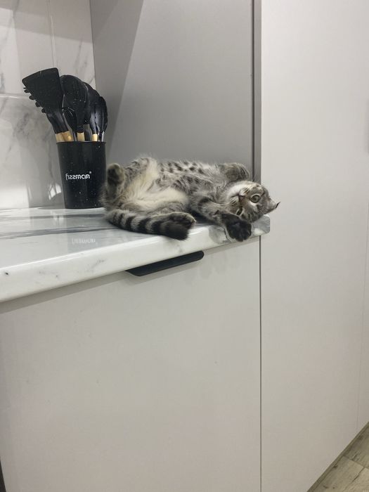 Отдам котенка бесплатно